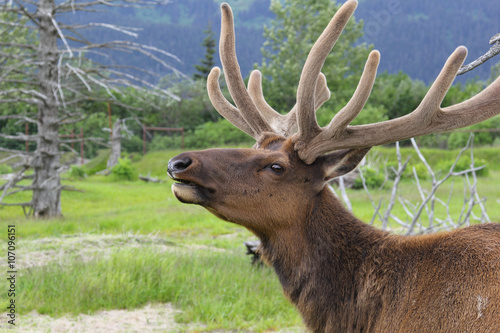 close up view of reindeer