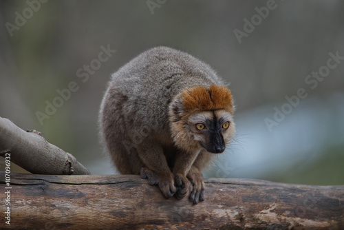 Red Fronted Lemur at the open resort, Magdeburg, Germany