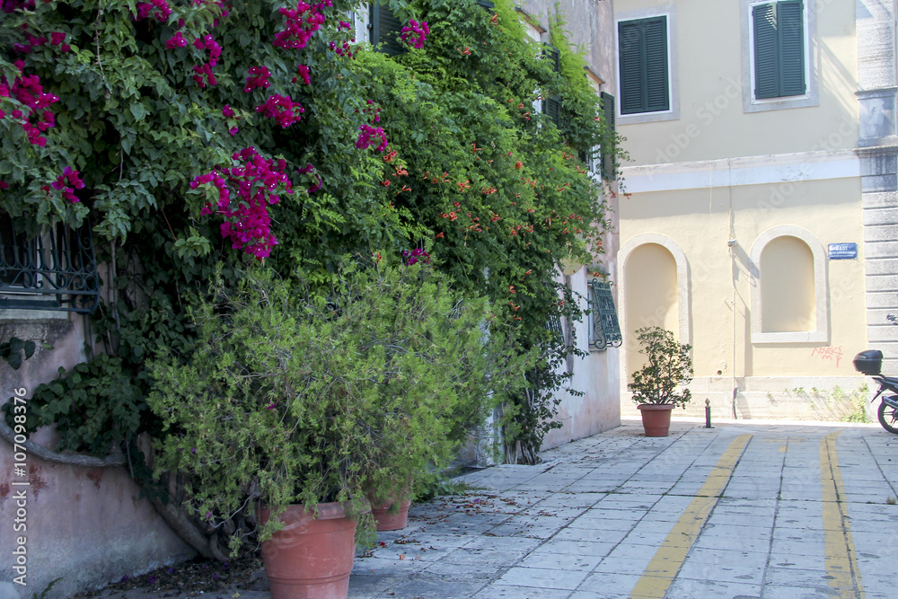 Fototapeta premium улица в цветах