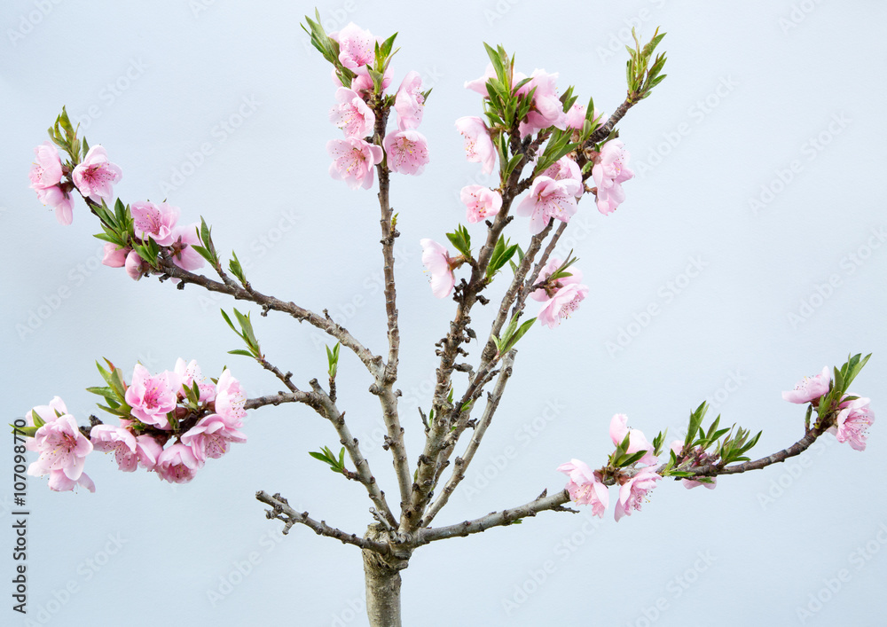 Fiori di pesco Fiori di pesco