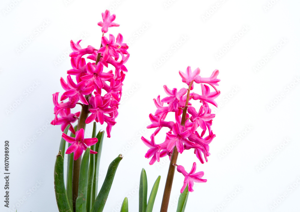 Fototapeta premium Giacinti