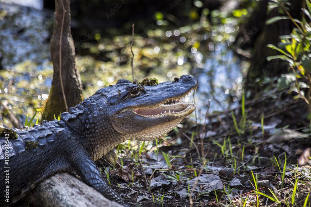 Fototapeta premium Gator Head