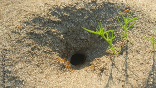 4K Pyramid Ant (Dorymyrmex bureni) Nest 3 photo