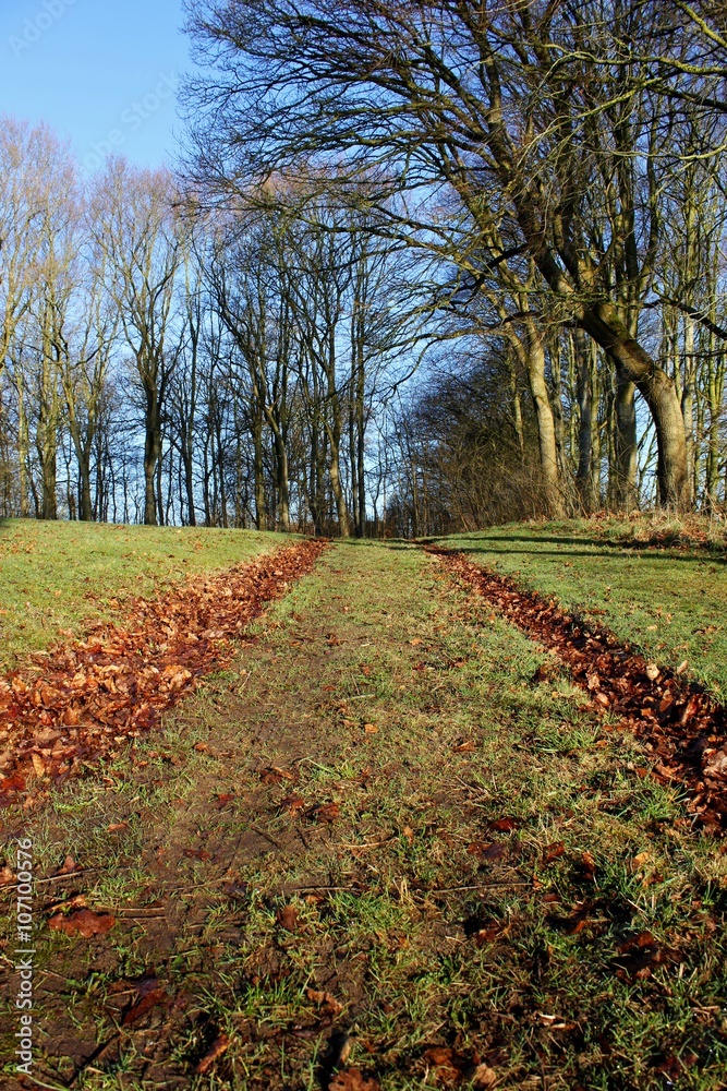 Car tracks covered with dead leaves on the early spring