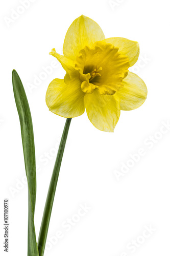 Flower of yellow Daffodil (narcissus), isolated on white backgro