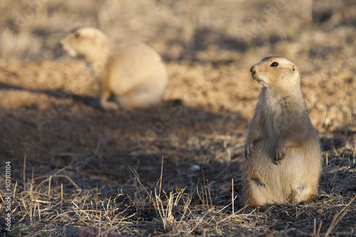 Black tailed prairie dog standing on hind legs keeping watch near a burrow while a second prairie dog forages in the background. photo