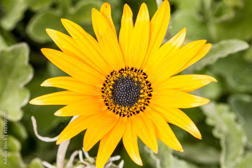 detail of a yellow gerbera with a black center detail of a yellow gerbera with a black center