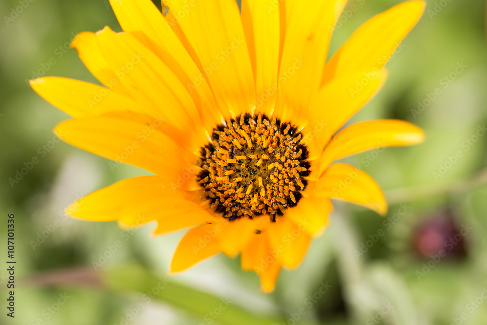 detail of a yellow gerbera with a yellow center 3 detail of a yellow gerbera with a yellow center 3