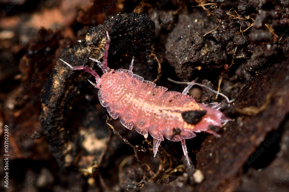 Rosy woodlouse (Androniscus dentiger). Pink terrestrial isopod showing