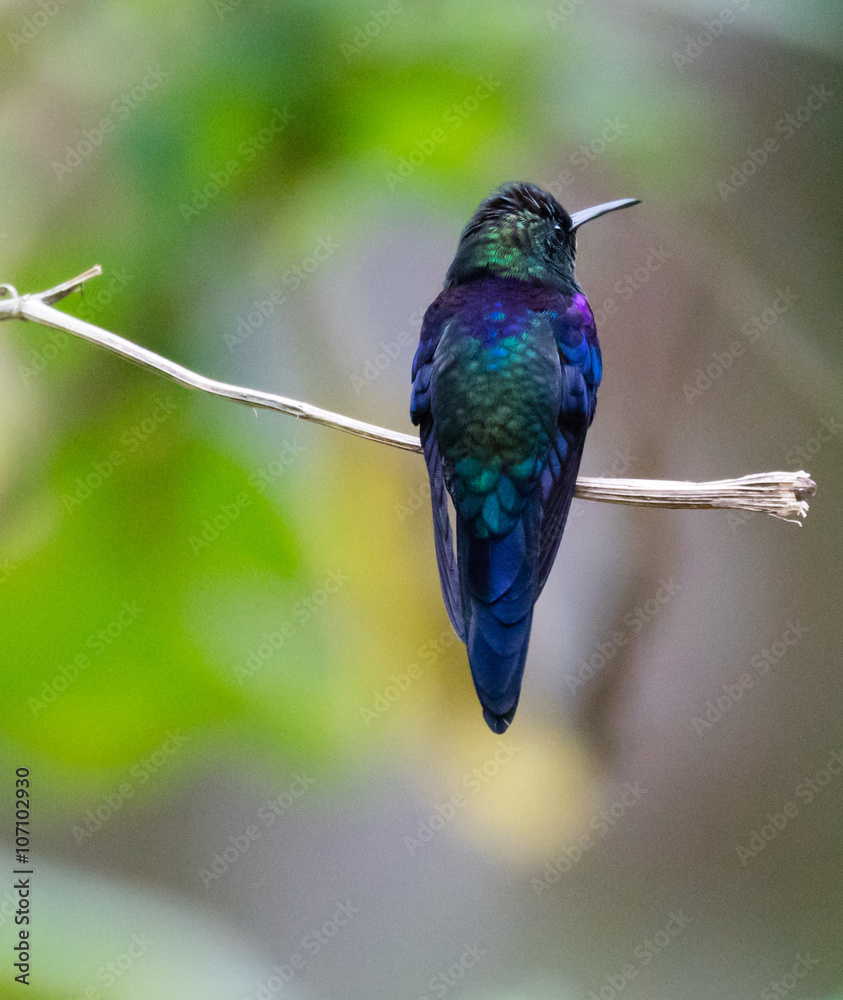 Fototapeta premium Crowned Woodnymph