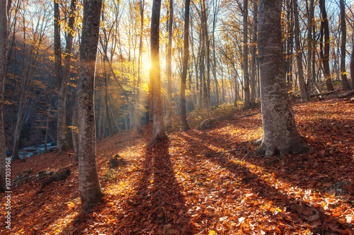 Beautiful autumn forest in ...