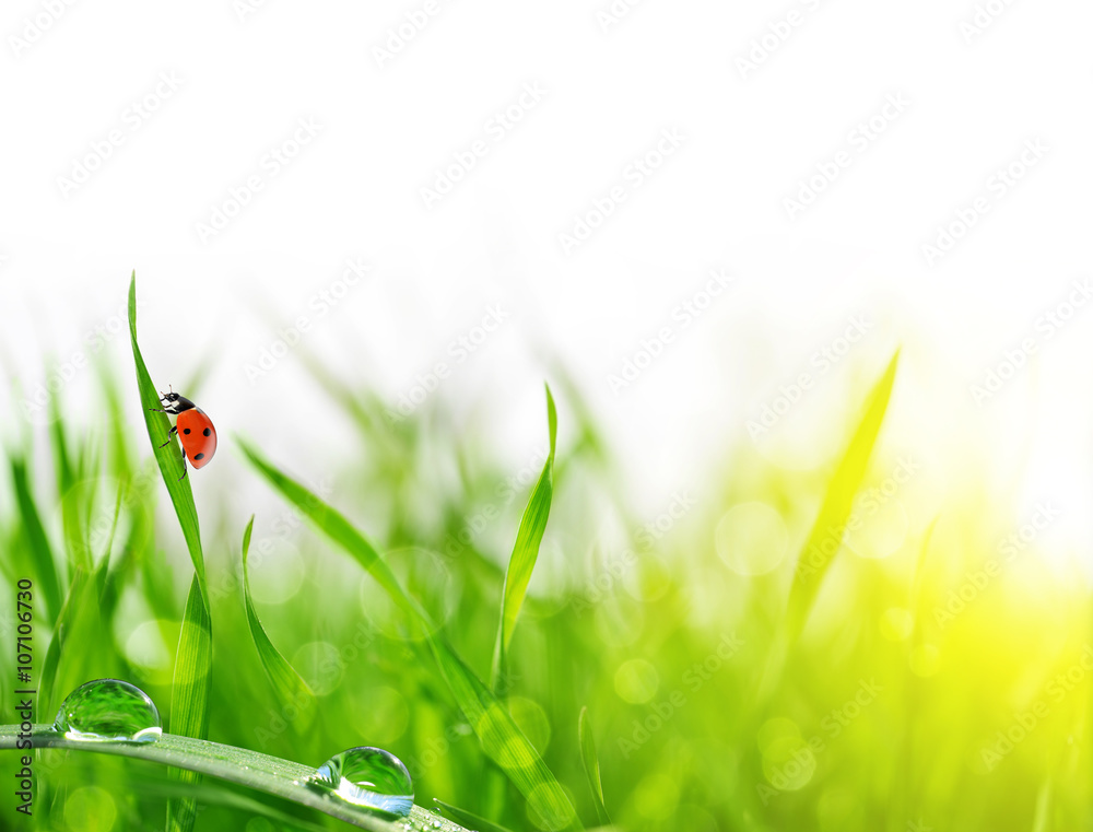Fototapeta premium Fresh green grass with dew drops and ladybug closeup. Soft Focus. Nature Background