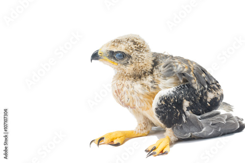 young eagle isolated over white background 