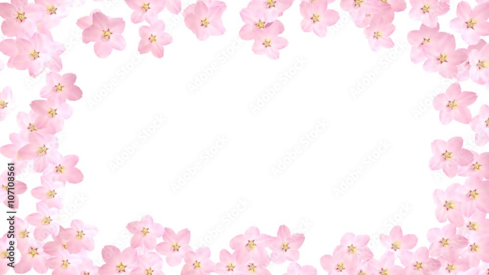 サクラ咲く(マスク付き) / 桜の花が咲くアニメーション サクラ咲く(マスク付き) / 桜の花が咲くアニメーション