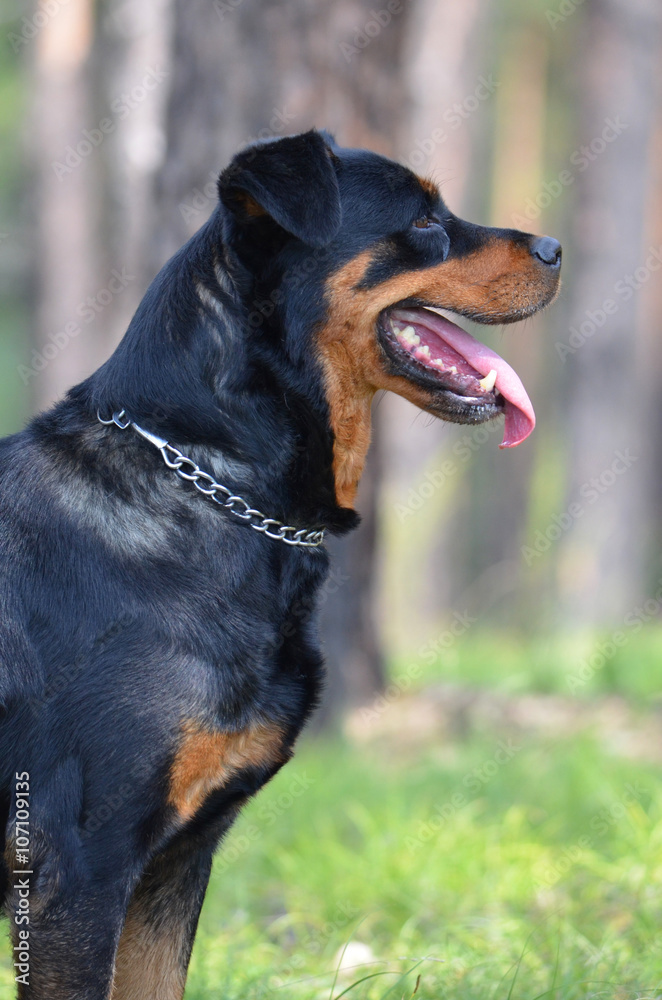 Dog of breed a Rottweiler