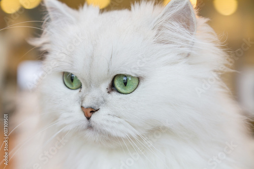 White Persian cats