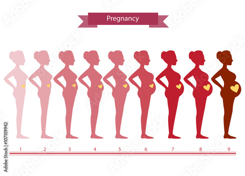 Collage of woman in pregnancy stages isolated on white ,vector illustrations
