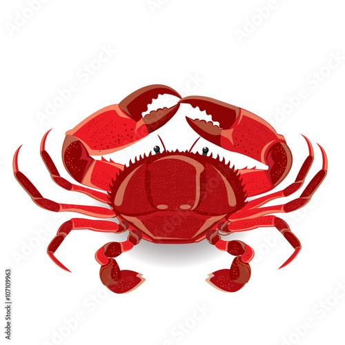illustration red sea crab with claws. Vector