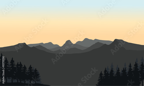 Gray mountain and spruce silhouette