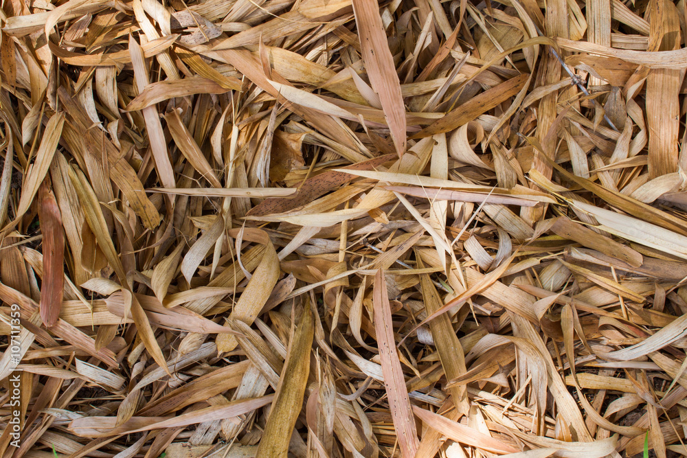 Many dry bamboo leaves as a background Many dry bamboo leaves as a background
