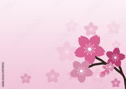 Cherry blossom, Sakura  pink flowers  background.