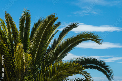 palm tree leaves against blue sky