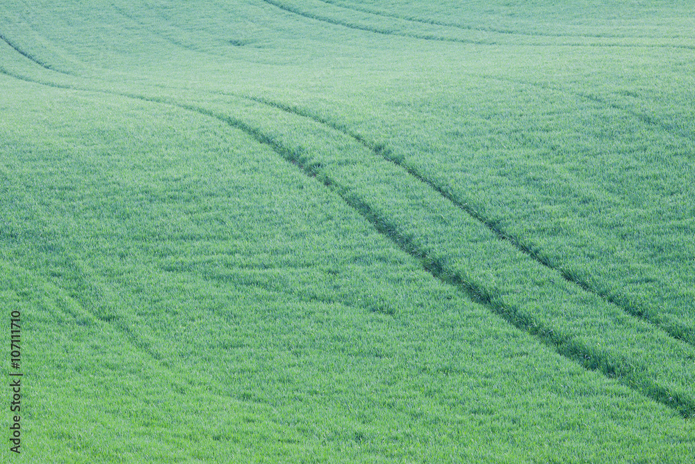 Abstract green grass hills and fields