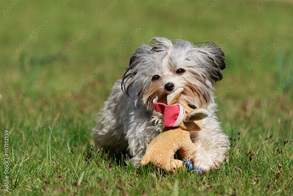 Havaneser Hund spielt auf der Wiese Havaneser Hund spielt auf der Wiese