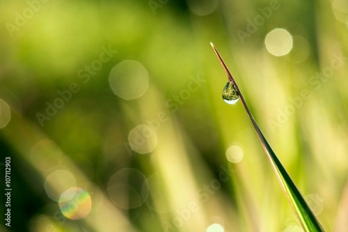 water drop on a blade of grass and reflection in it