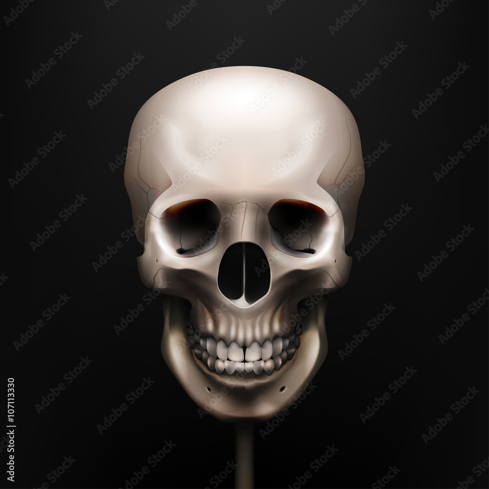 Obraz premium Vector illustration realistic skull. Human anatomy. EPS 10
