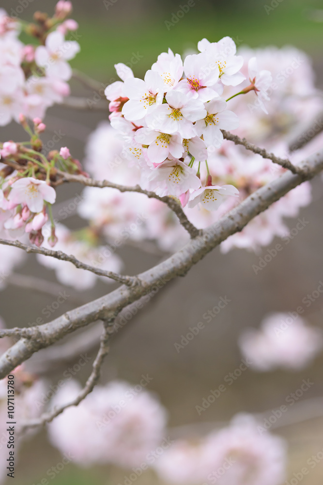 Fototapeta premium Cherry blossoms 