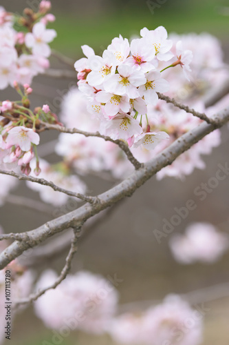 Cherry blossoms 