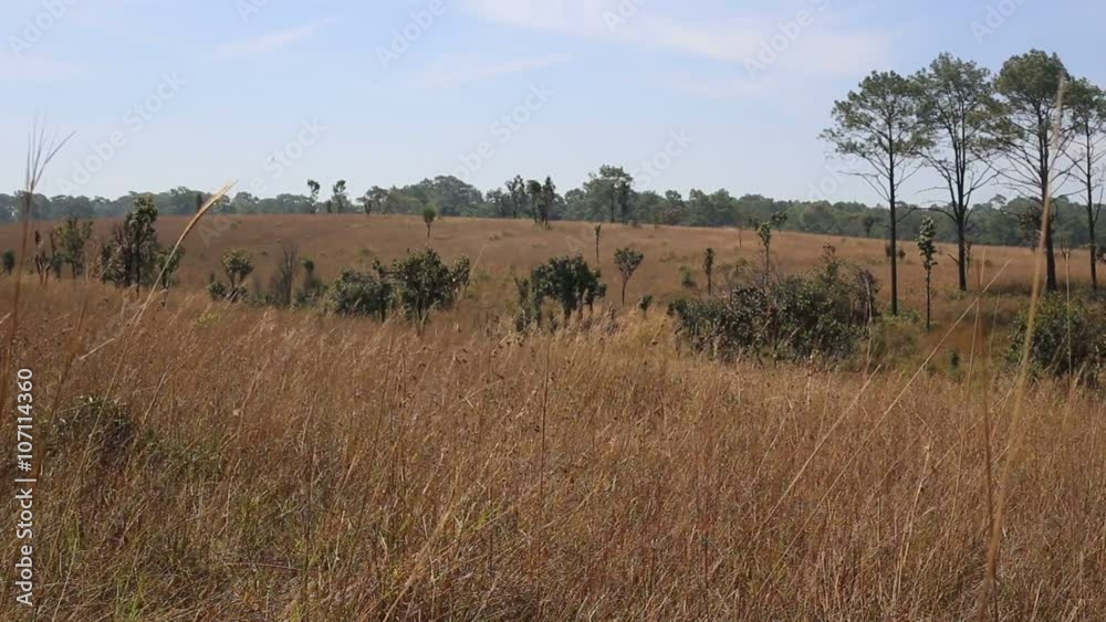 Thung Salaeng Luang National Park in Thailand Thung Salaeng Luang National Park in Thailand