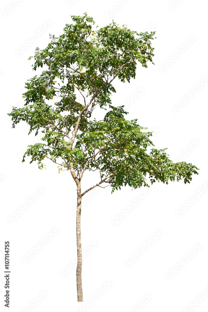 Tree image, Tree object, Tree JPG isolated on white background Tree image, Tree object, Tree JPG isolated on white background