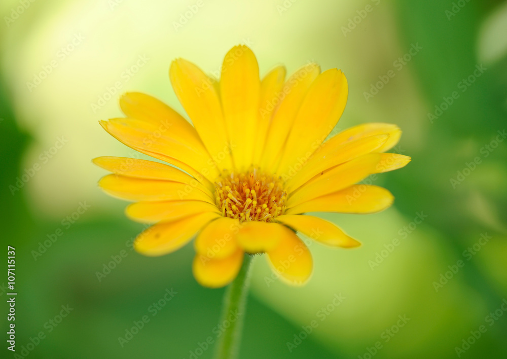Marigold flower Marigold flower