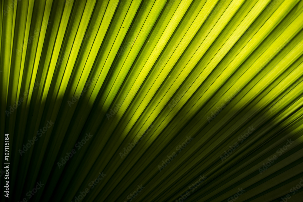 Naklejka premium palm leaves - tropical background