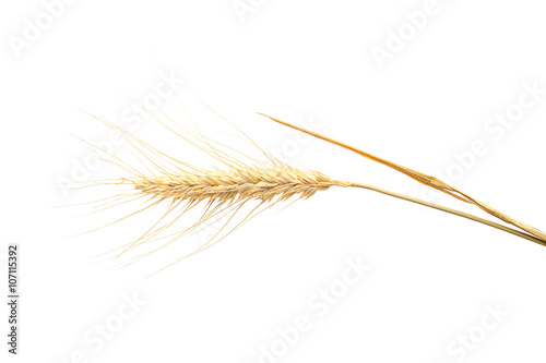 Ear of wheat on white background.