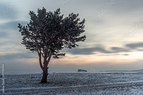 lonely tree on the shore  photo