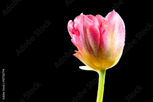 Pink tulip (Tulipa) on the black background.