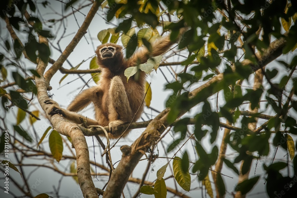 hoolock gibbon hanging high on a tree in jungle/hoolock gibbon hanging high on a tree in jungle hoolock gibbon hanging high on a tree in jungle/hoolock gibbon hanging high on a tree in jungle