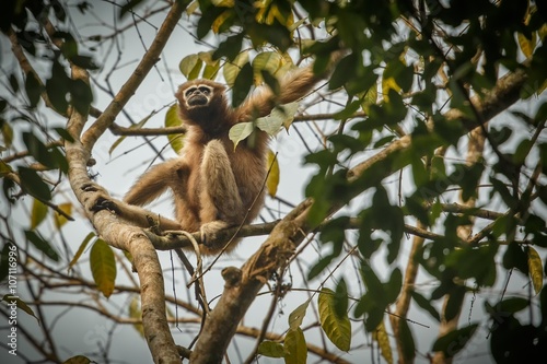 hoolock gibbon hanging high on a tree in jungle/hoolock gibbon hanging high on a tree in jungle  