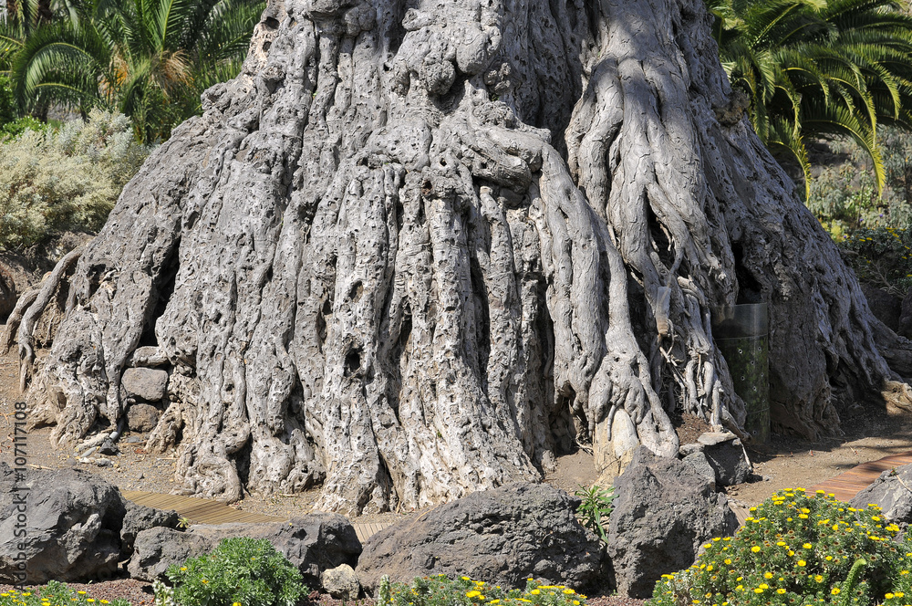 Obraz premium Trunk of very old dragon tree (Dracaena draco) at Tenerife. This tree is the natural symbol of the Canary island.