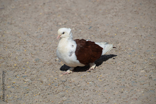 Purebred white-brown pigeon photo