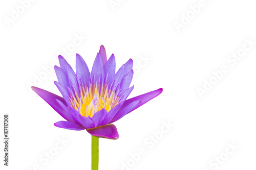 Isolated beautiful violet purple dreamy  lotus flower on white