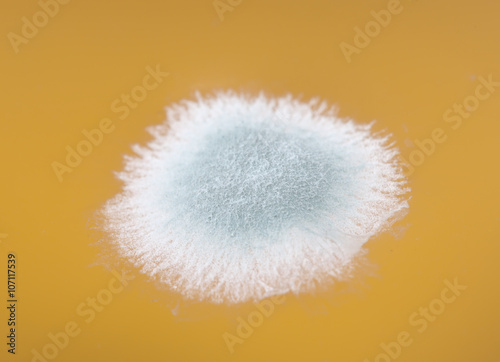 mold in orange juice macro image