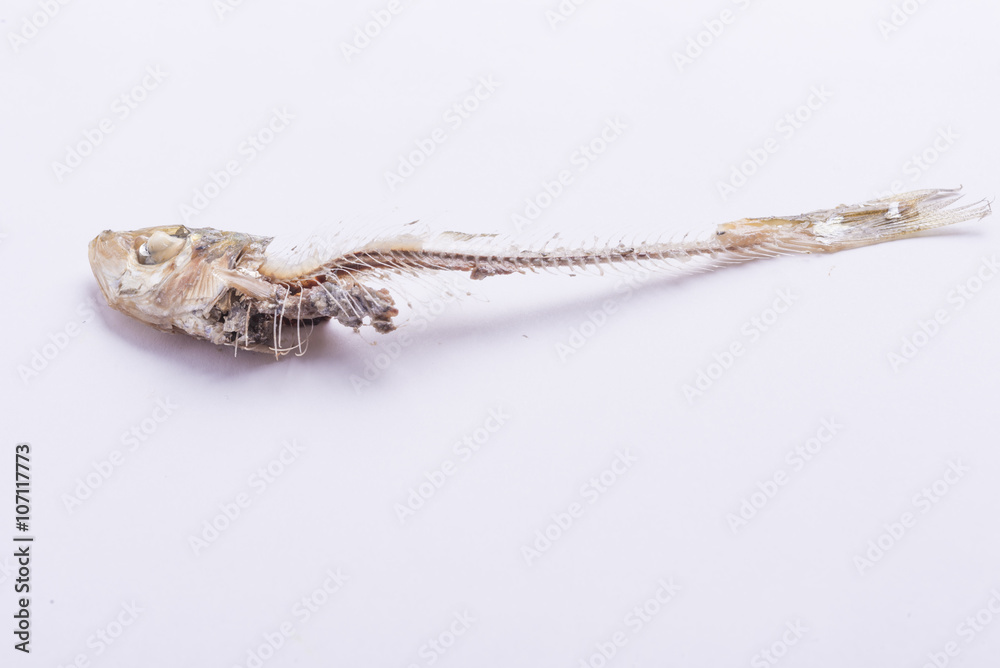 sardine bones after meal Stock Photo Adobe Stock