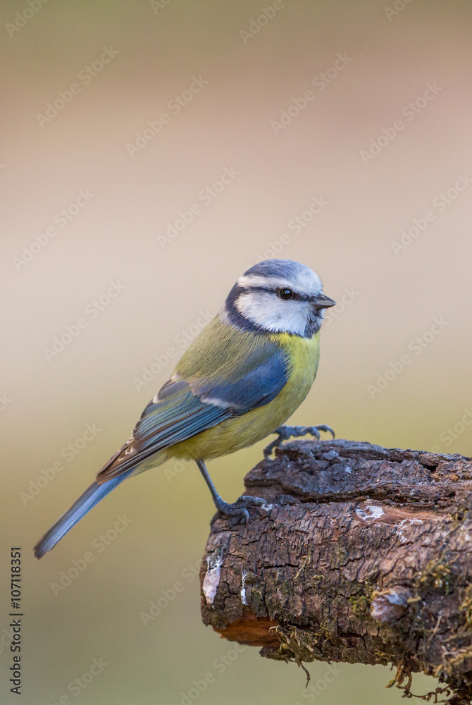 Eurasian blue tit (Cyanistes caeruleus), Italy Eurasian blue tit (Cyanistes caeruleus), Italy