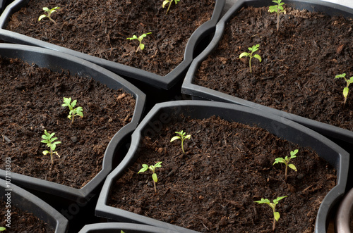 Close view at tiny tomato seedlings planted in flower pots