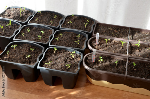 Small plants of tomato, pepper and lavander in flower pots