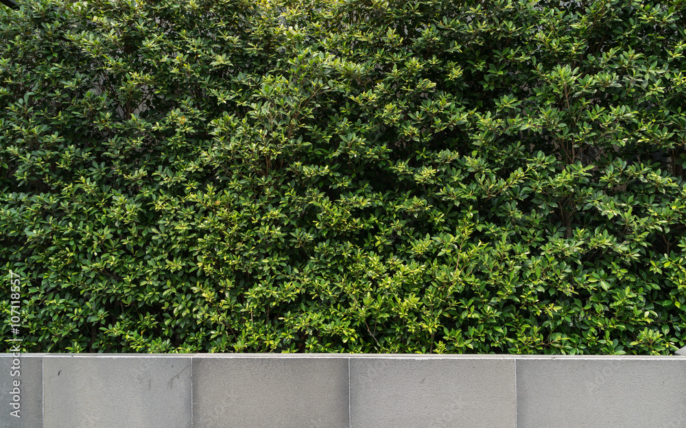 green wall plant with granite wall green wall plant with granite wall